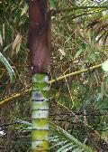 Teddy Bear Palm, Redneck Palm / Dypsis leptocheilos